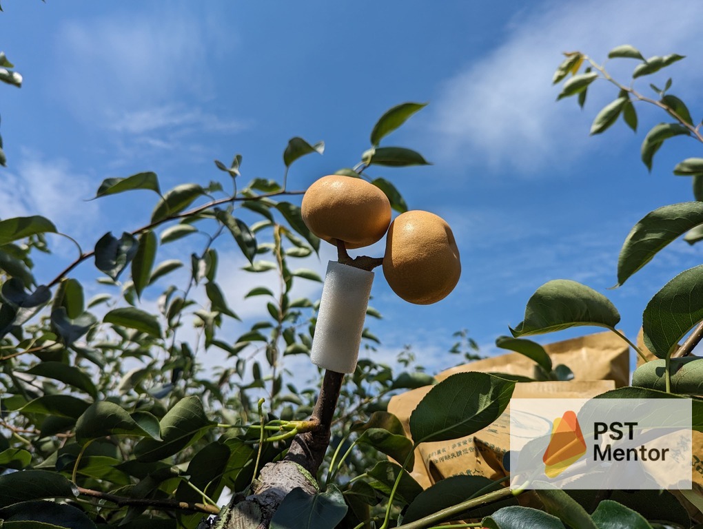 成功防治赤星病後的健康高接梨果實實拍圖