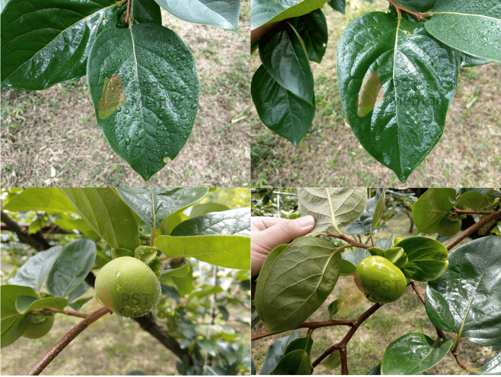 展著劑有無使用下藥液在葉面與果實呈現的差異圖