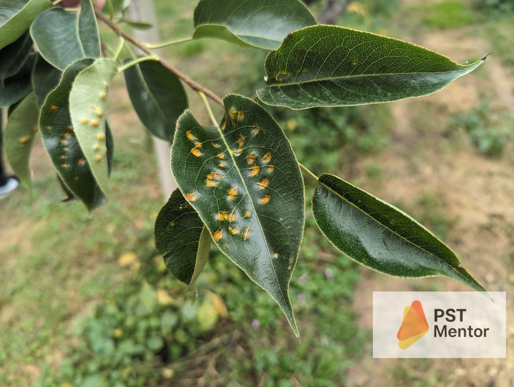 梨赤星病葉片症狀特寫，出現典型橘紅色病斑與病原突起