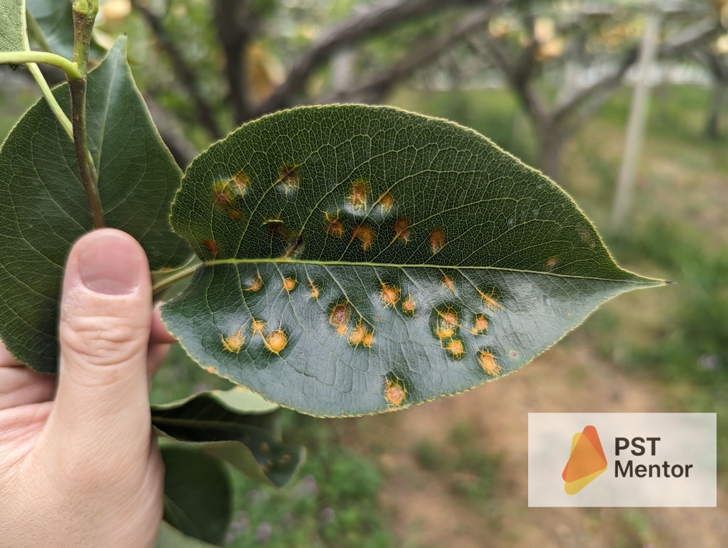 梨赤星病葉面大量橘紅色病斑實拍圖