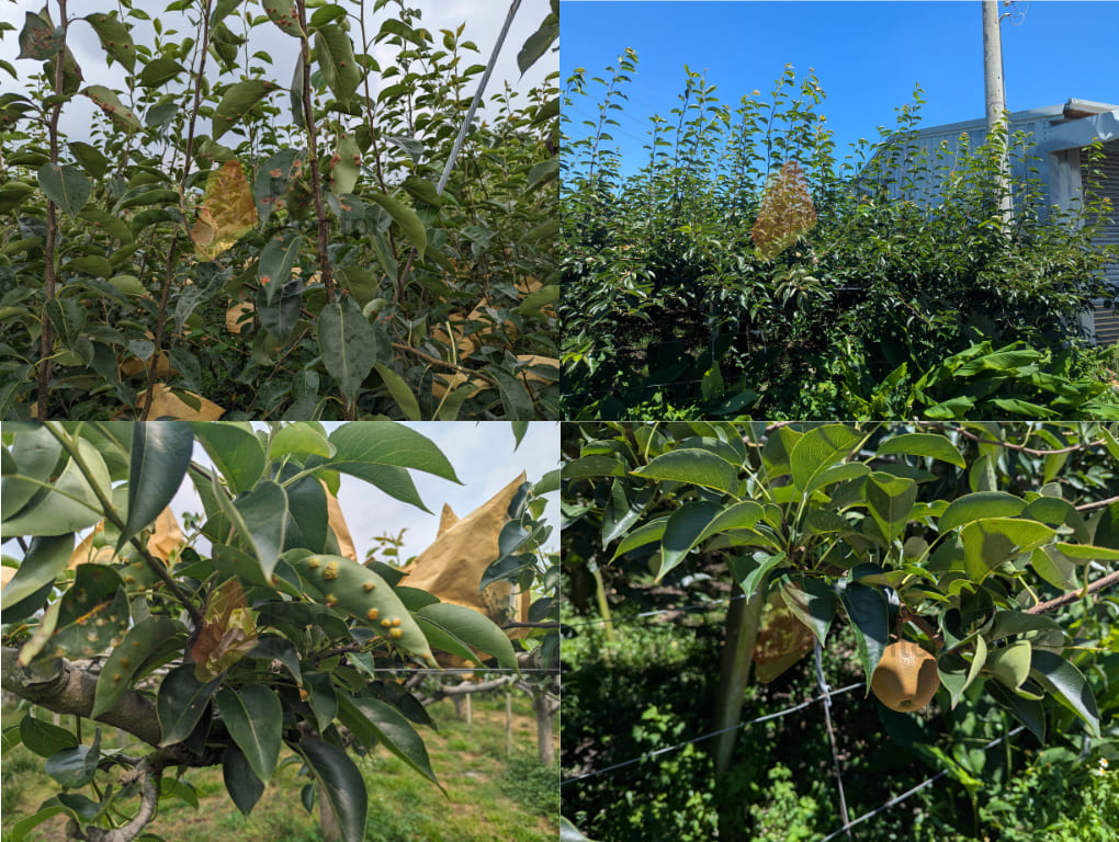 展著劑搭配與藥劑輪替後成功防治赤星病的果園成果照