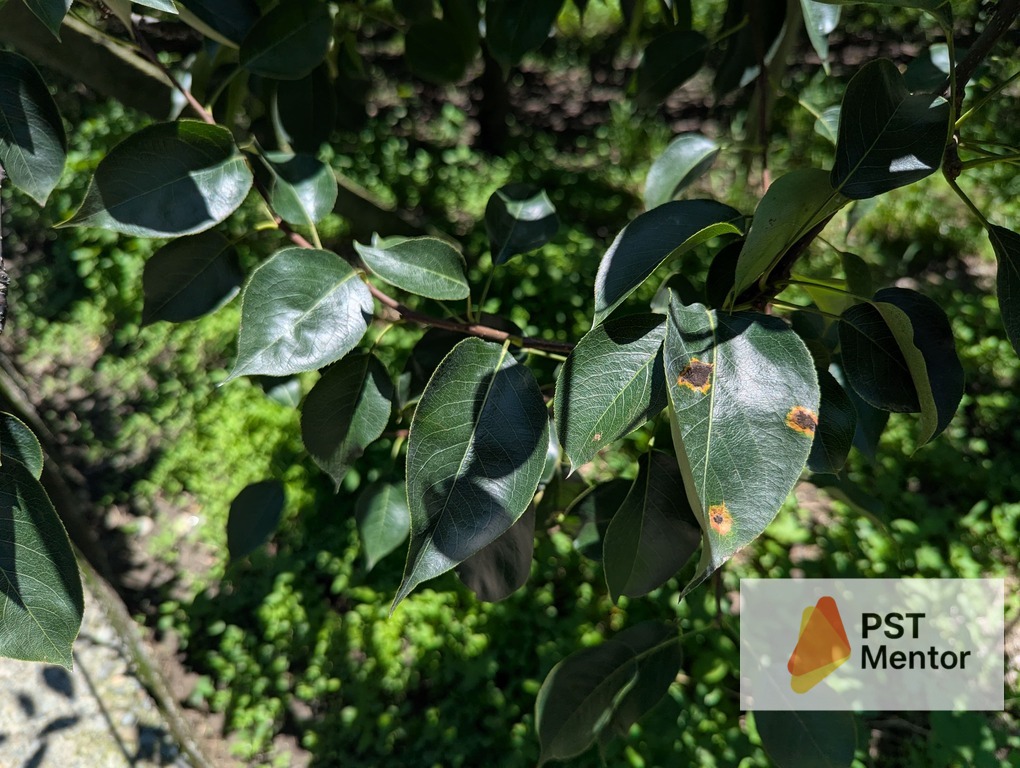 展著劑搭配後梨赤星病病斑受控後，周圍葉片未感染的實拍照片