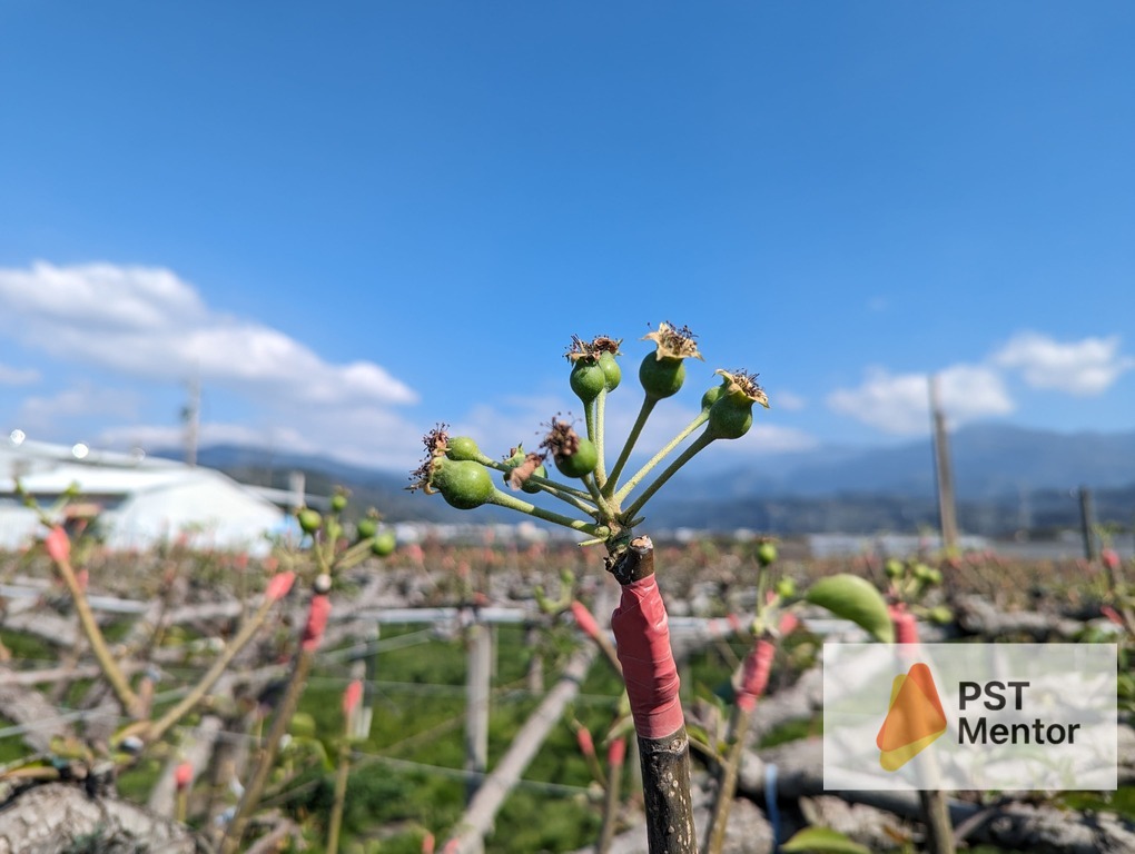 梨果幼果期若藥劑未均勻附著，易成為赤星病感染破口