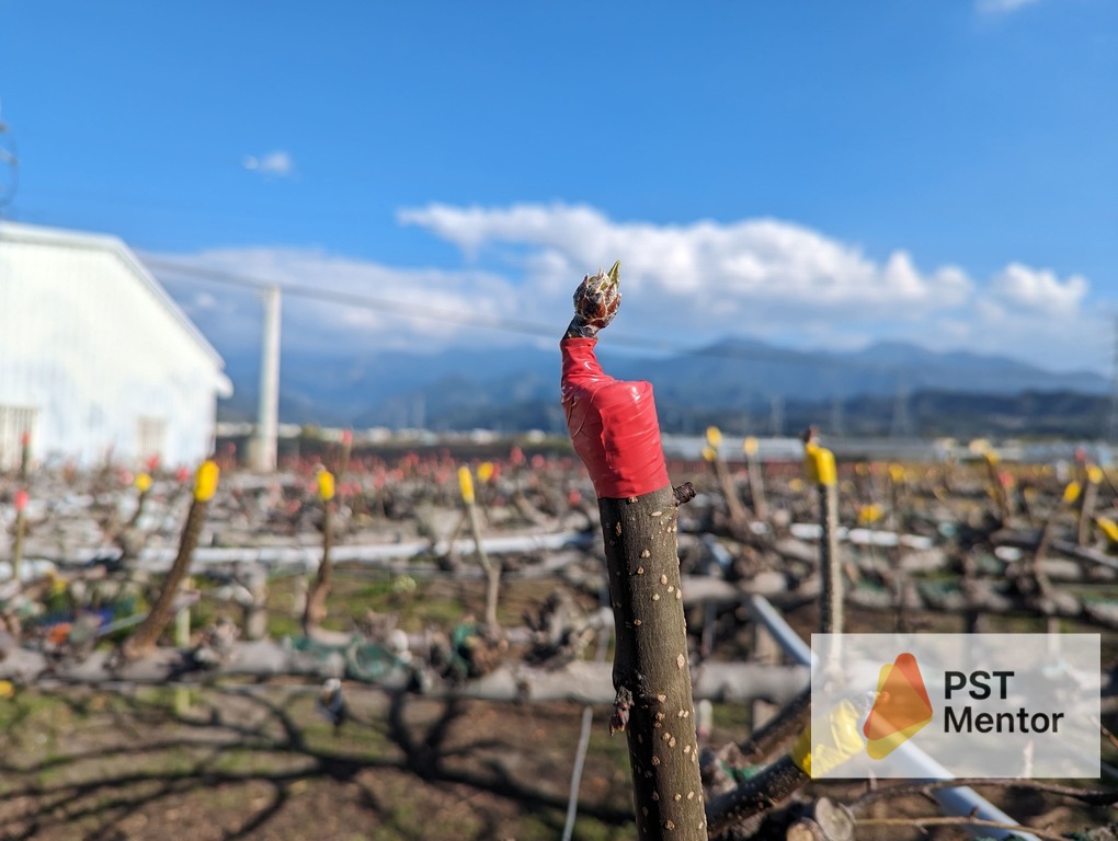 高接梨嫁接後枝條清園示意，清園搭配展著劑可穩定壓制赤星病