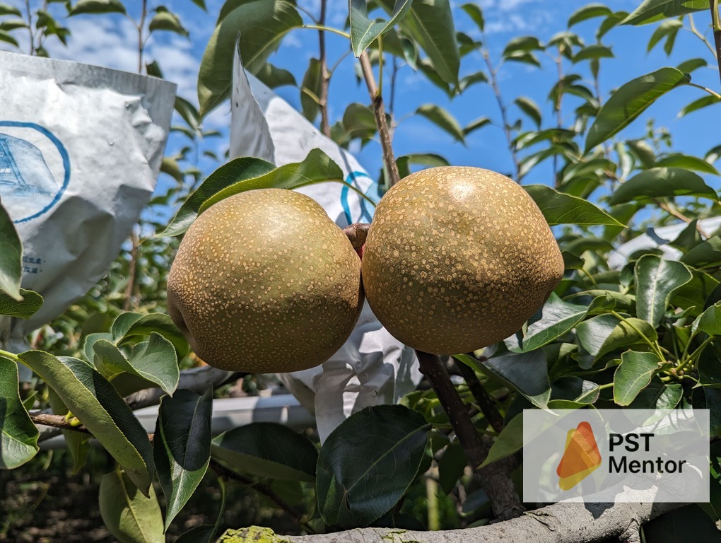 高接梨赤星病防治成功後，果實發育健康、表皮完整的實拍照
